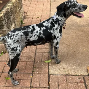 Caroline - Sweetest Girl, Affectionate, Charming and Great with Dogs and Cats