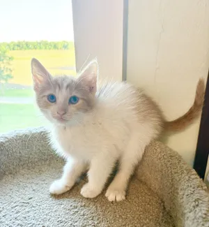 Franklin