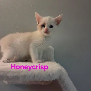 Honeycrisp