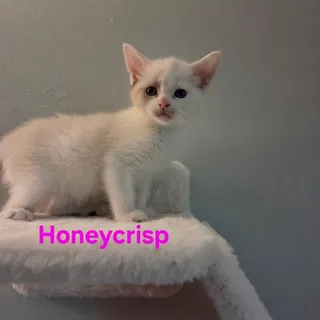 Honeycrisp