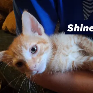 Shine