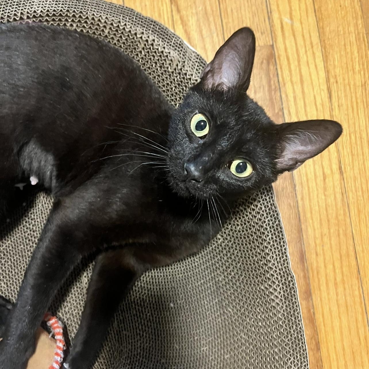Mavis