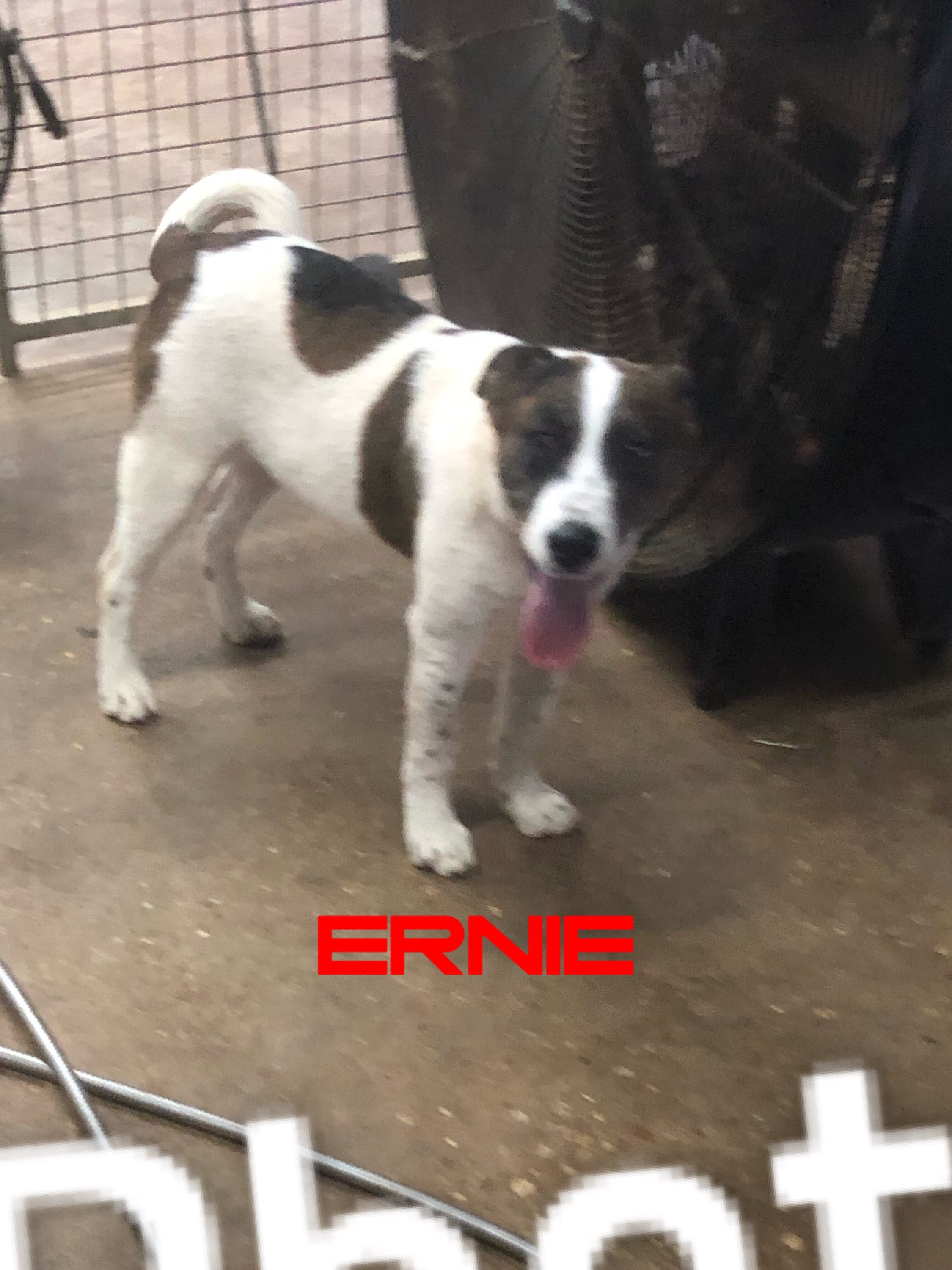 Ernie