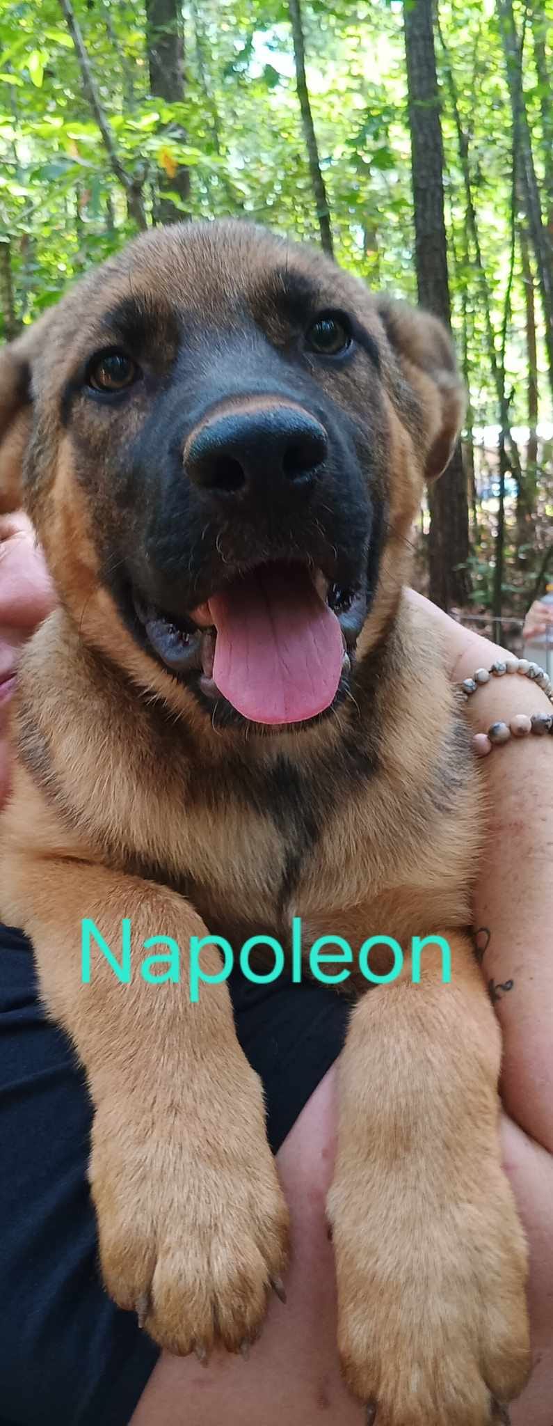 Napoleon