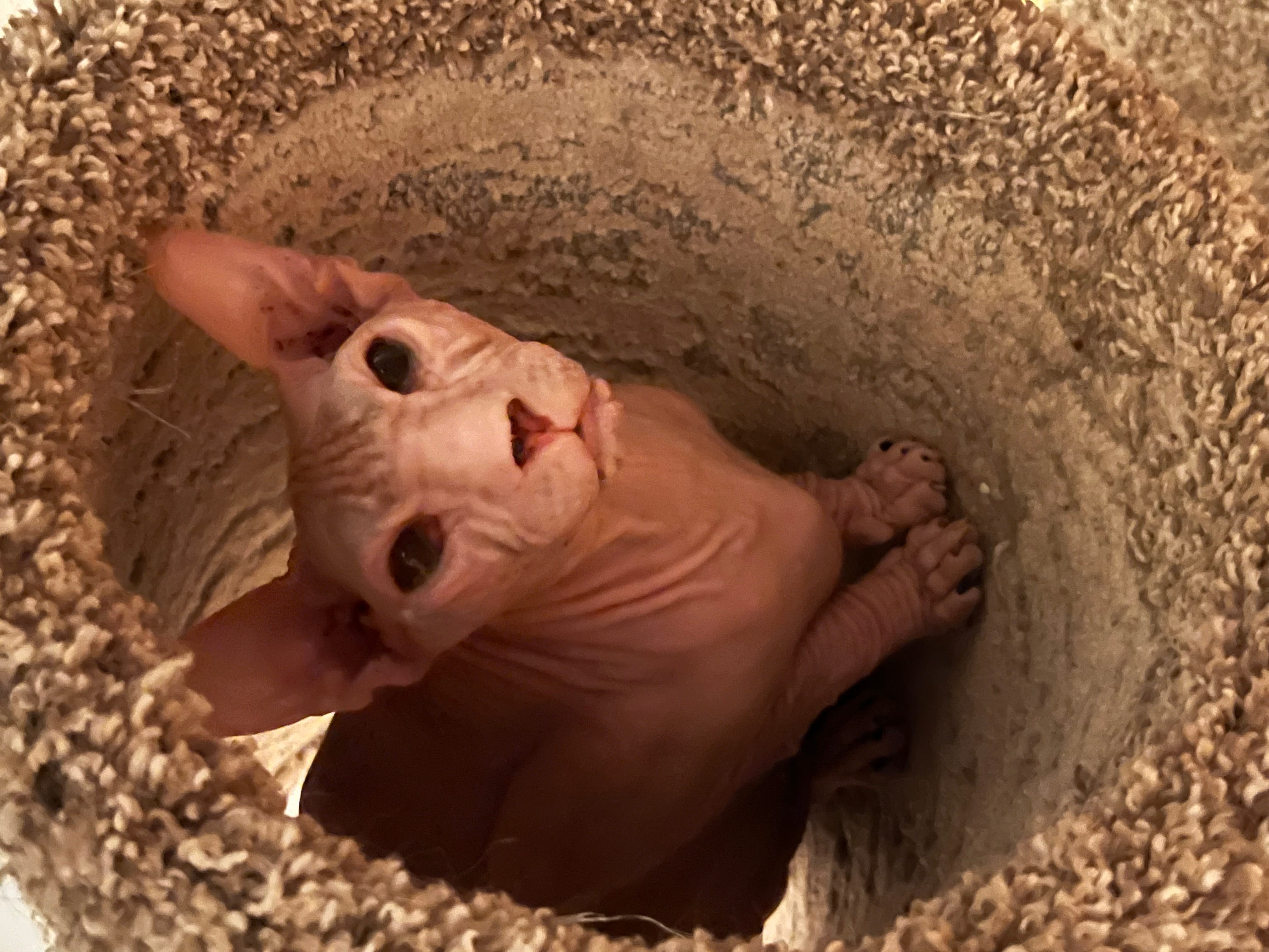 Gizmo