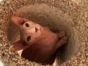 Gizmo