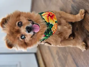 Mochi