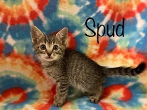 Spud