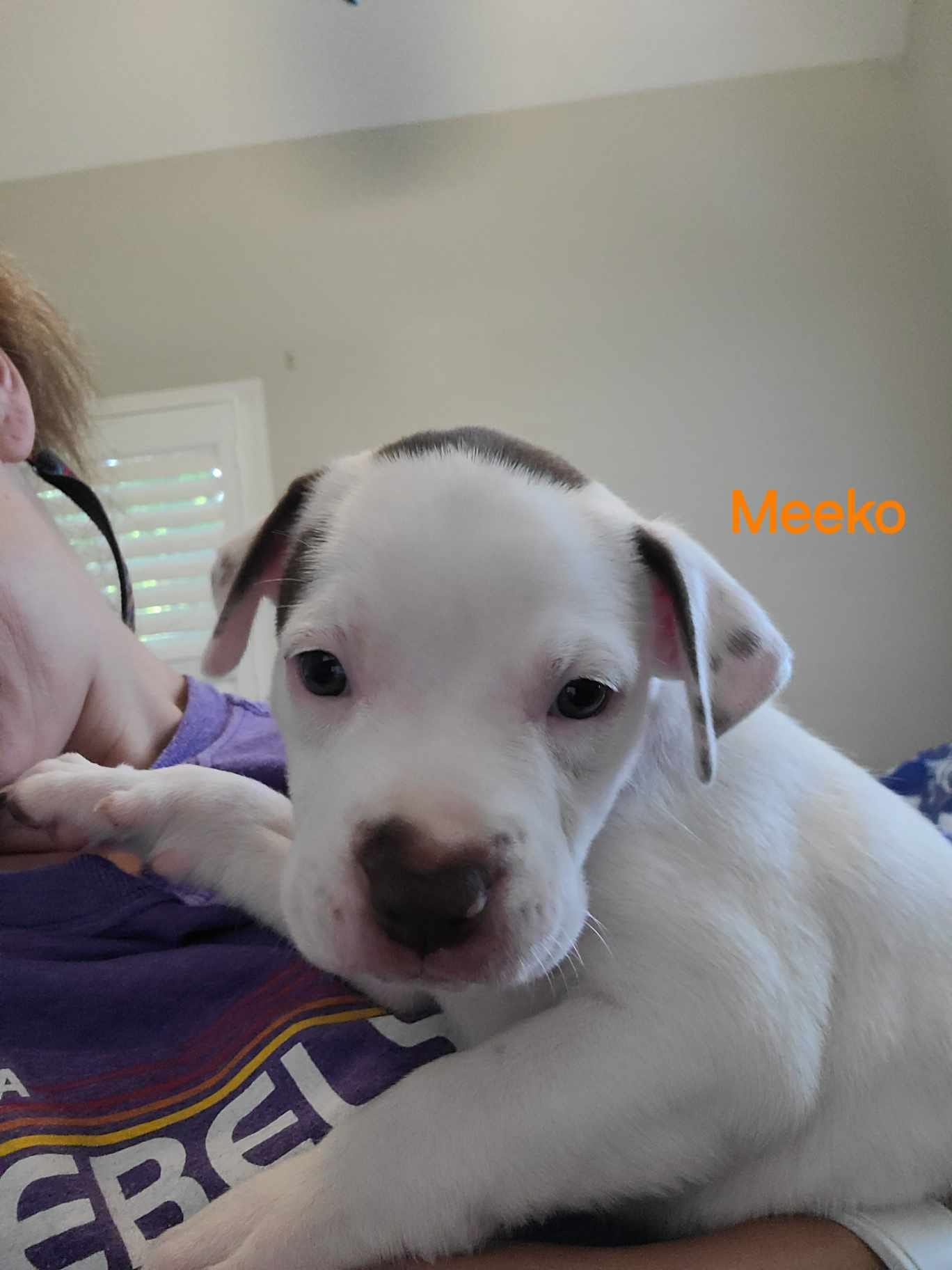 Meeko