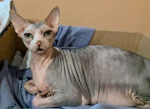 Rufus