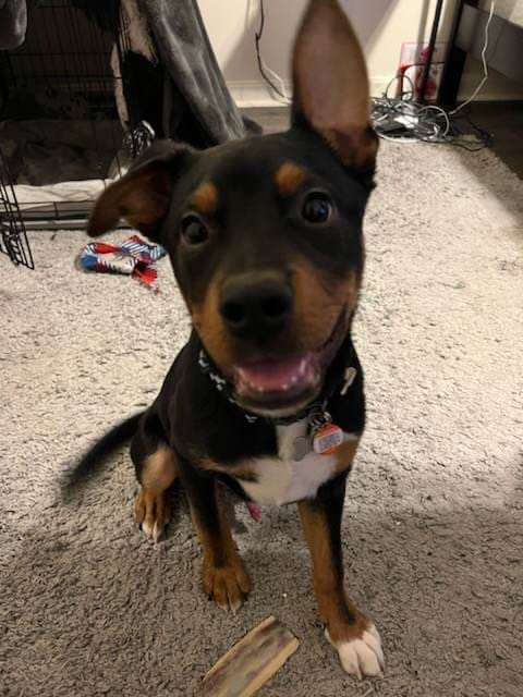 Zuko