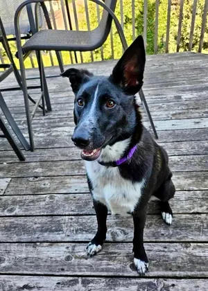 Kaia