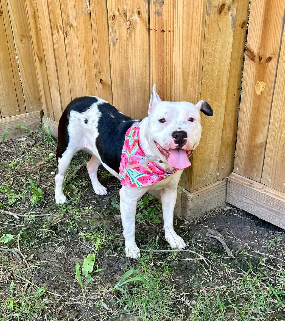 Tonka