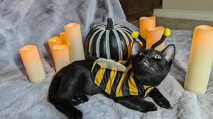 Licorice
