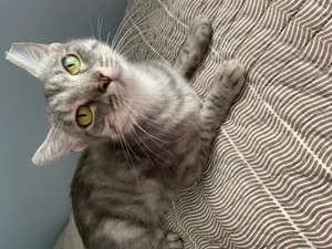 Ima