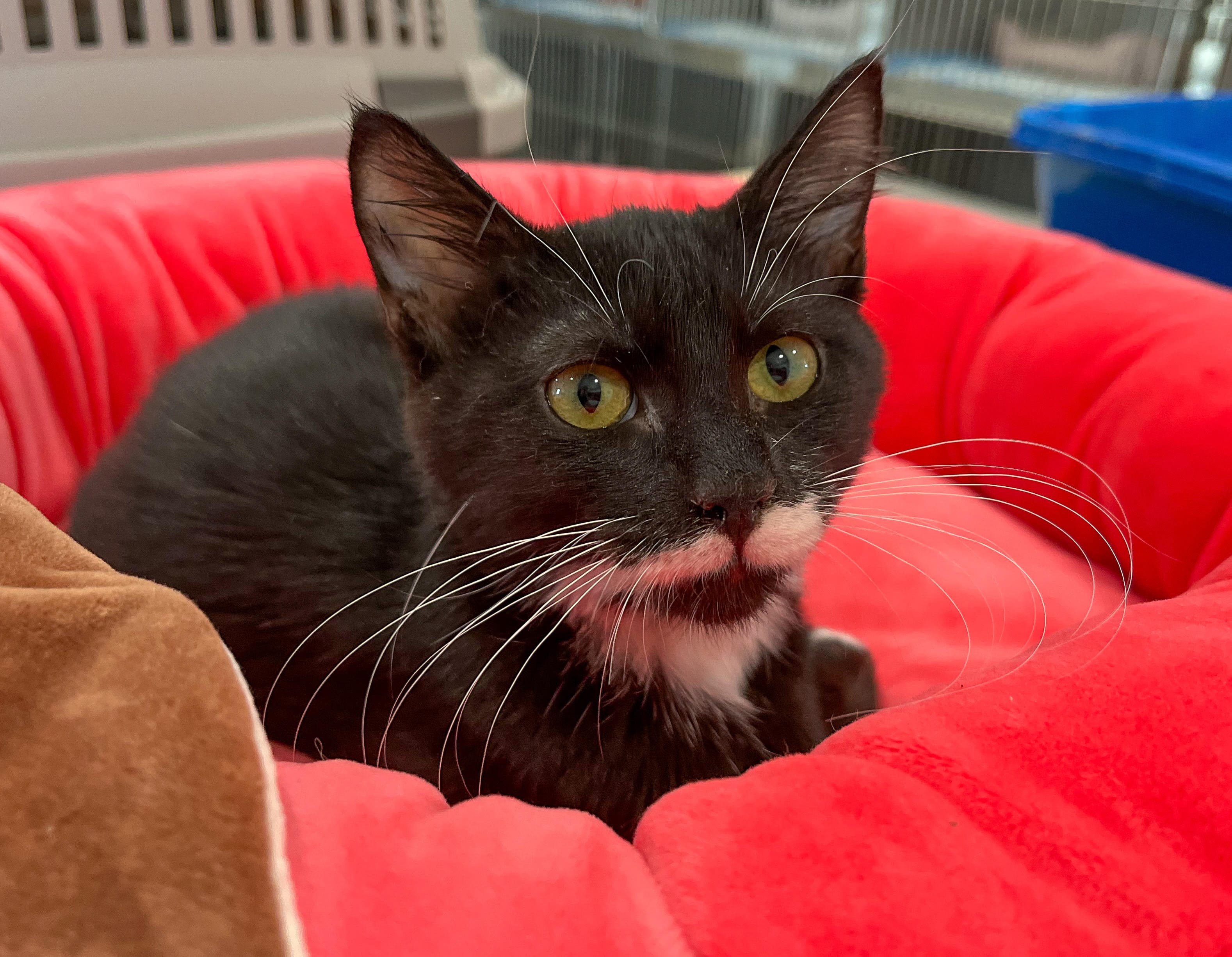 Adopt CIRCLE DRIVE Today Find Paw Pal