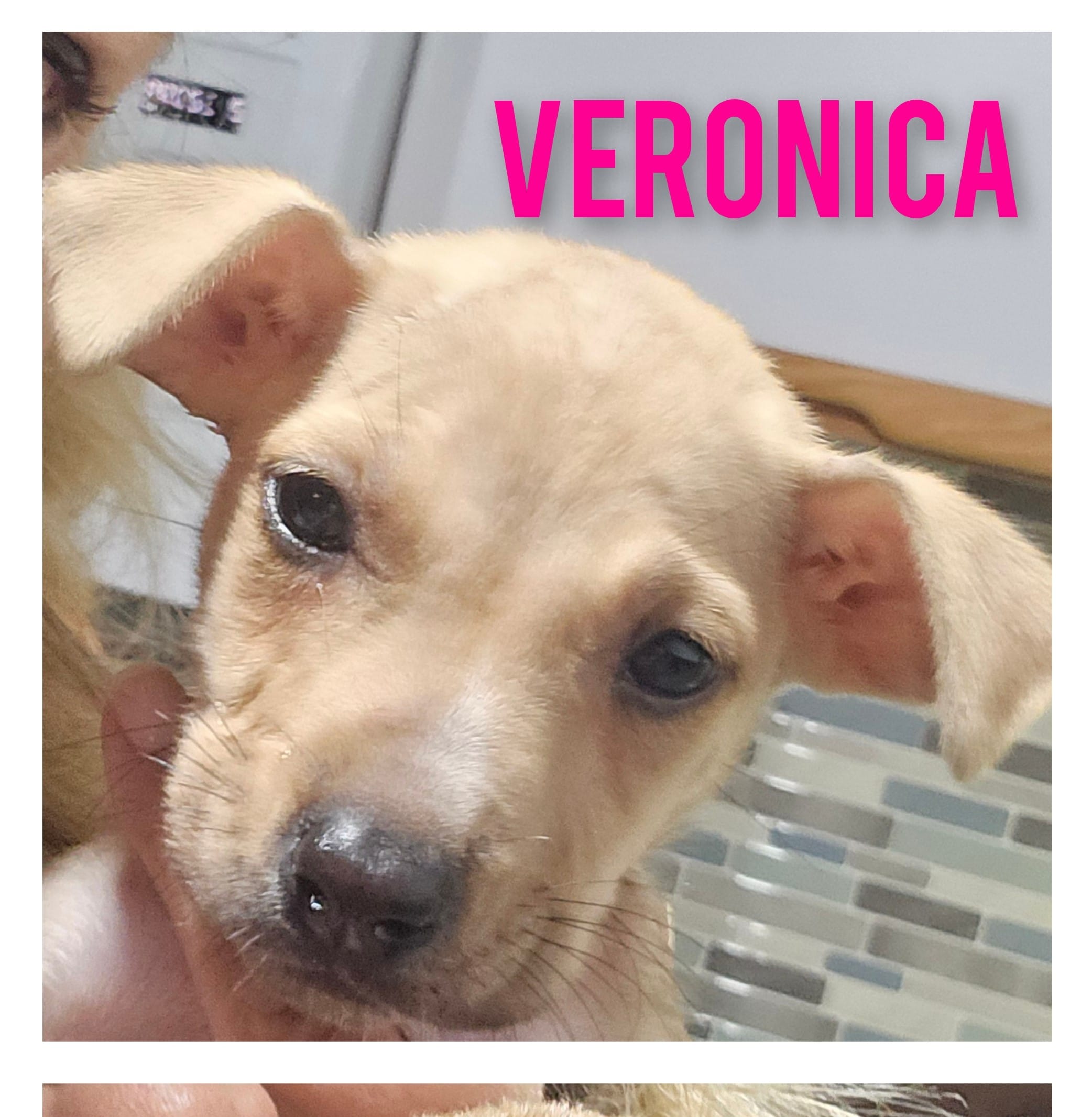Veronica