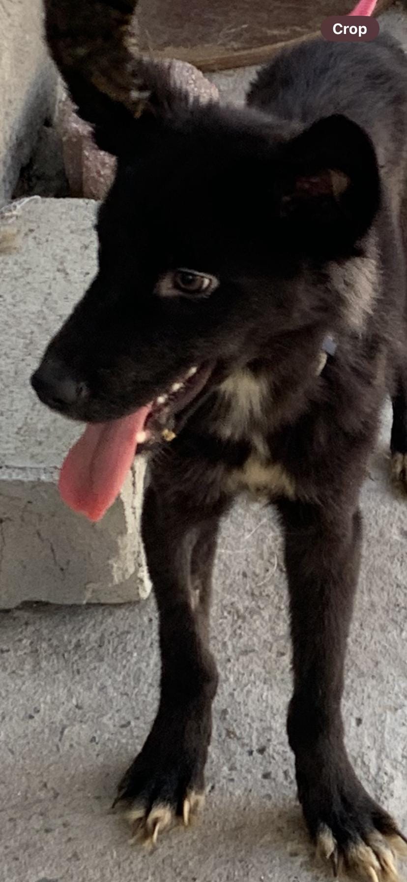 Oso