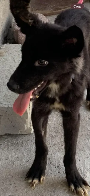 Oso