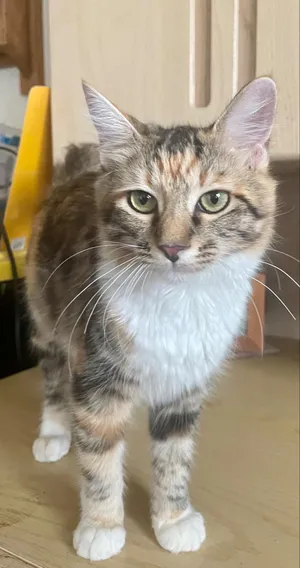 Smitty