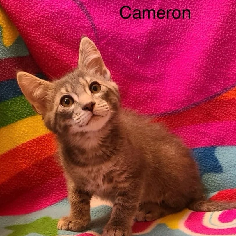 Cameron