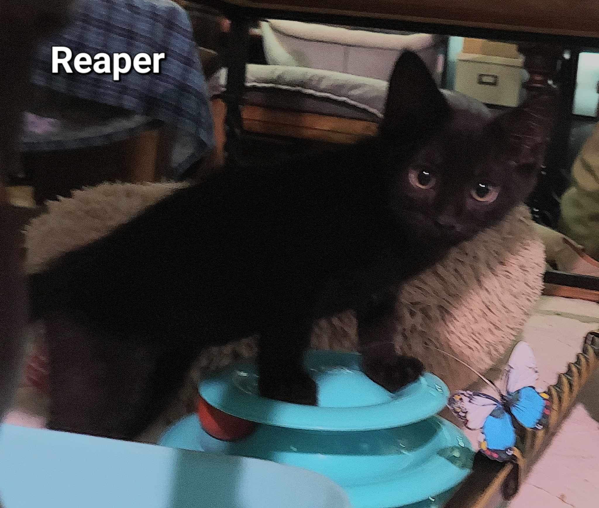 Reaper