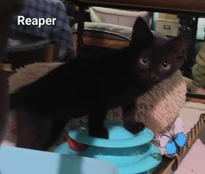 Reaper