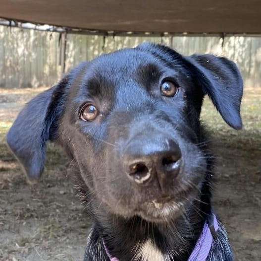 Adopt Bailey Blaze Today Pets TheCountyOffice