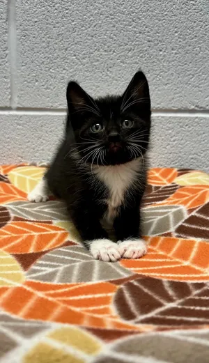 Nacho