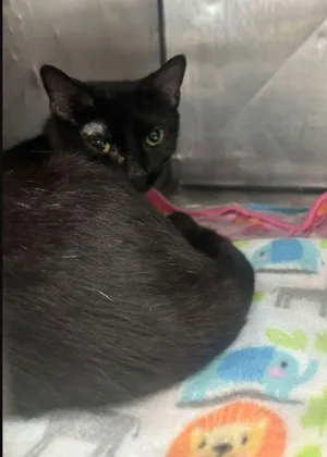 Blackie