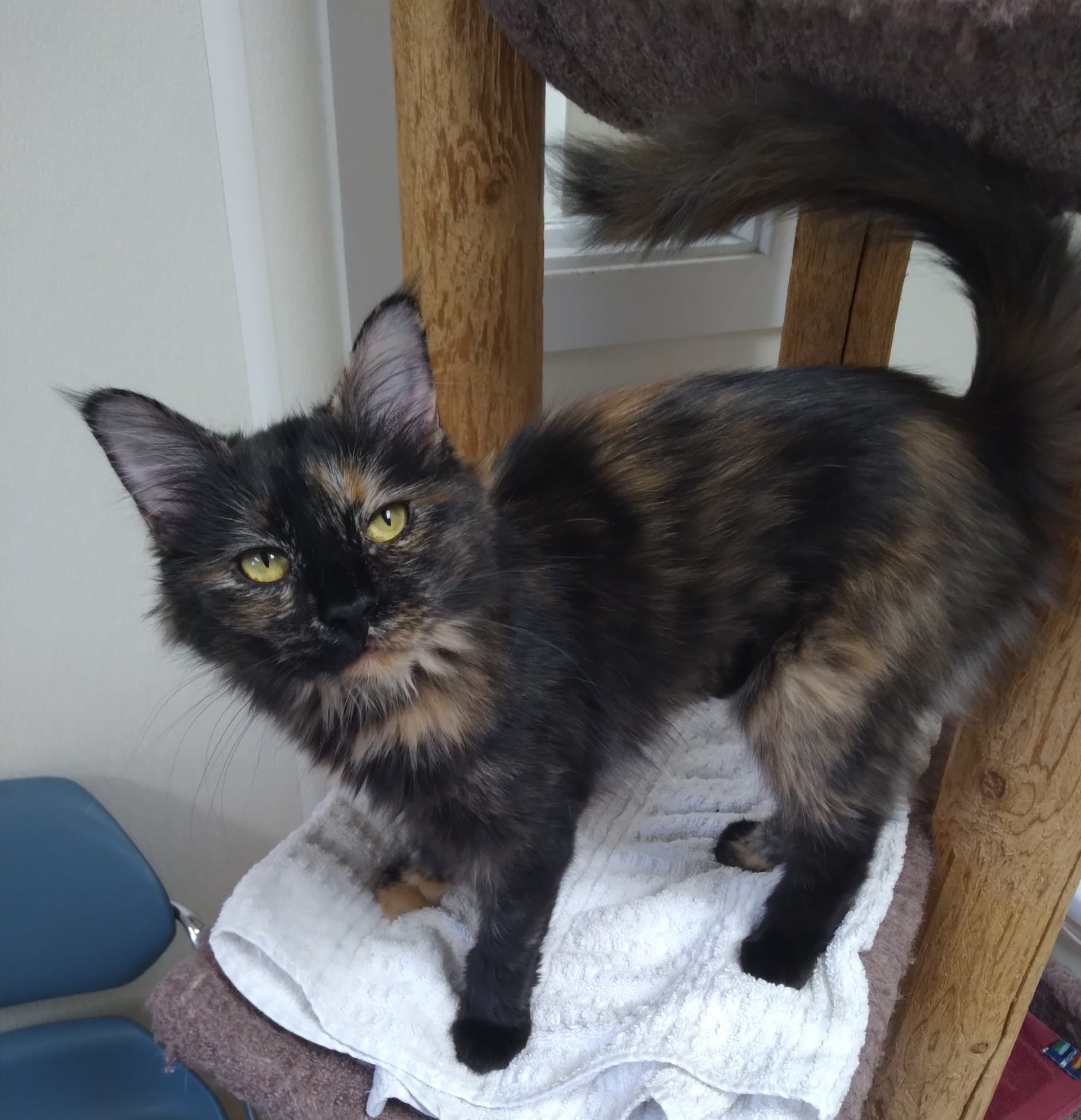 Adopt Torie Today - Pets TheCountyOffice