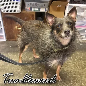 Tumbleweed