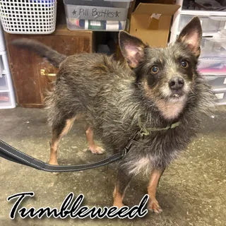 Tumbleweed