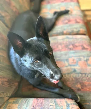 Lyra