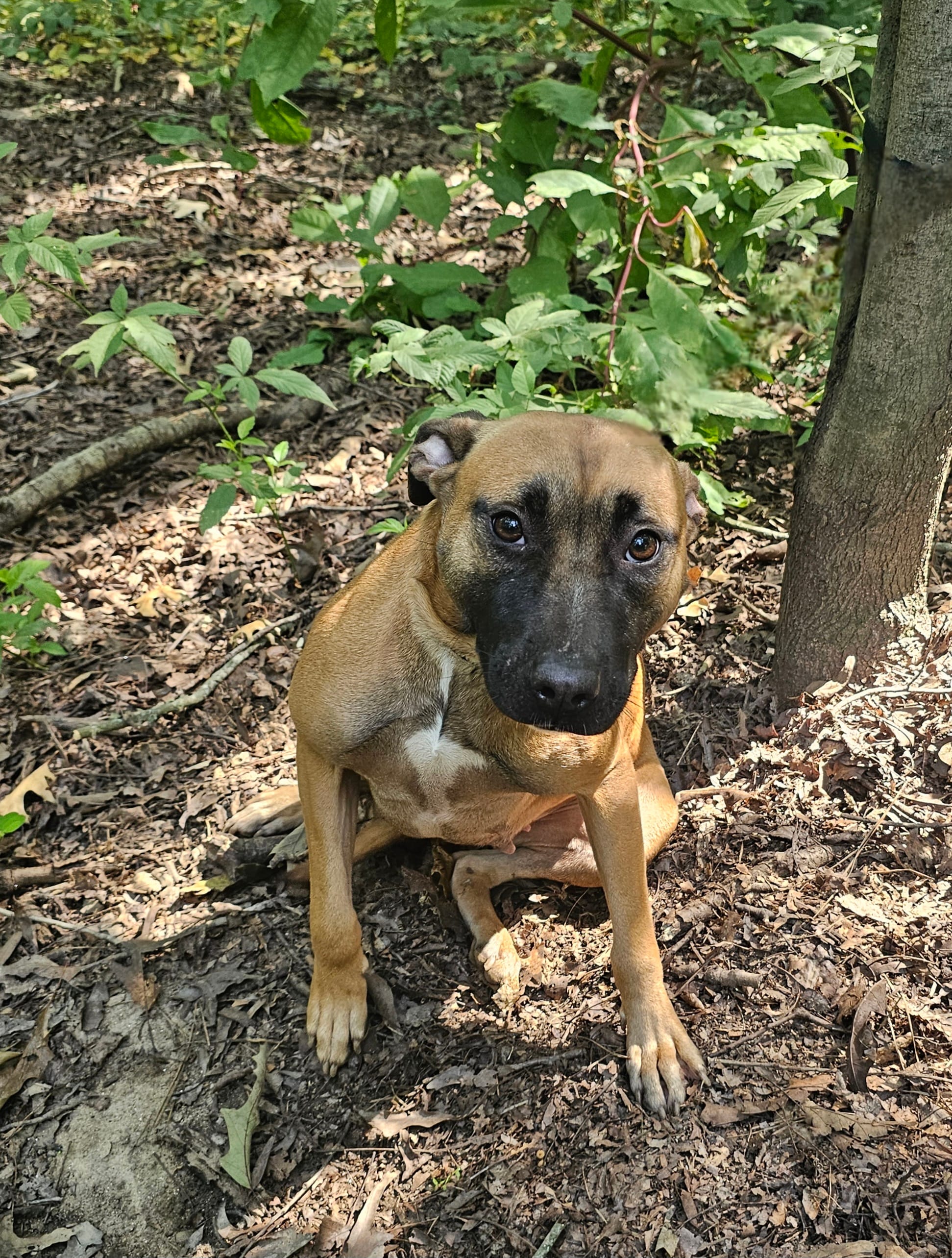 Adopt Lasagna Today Pets TheCountyOffice