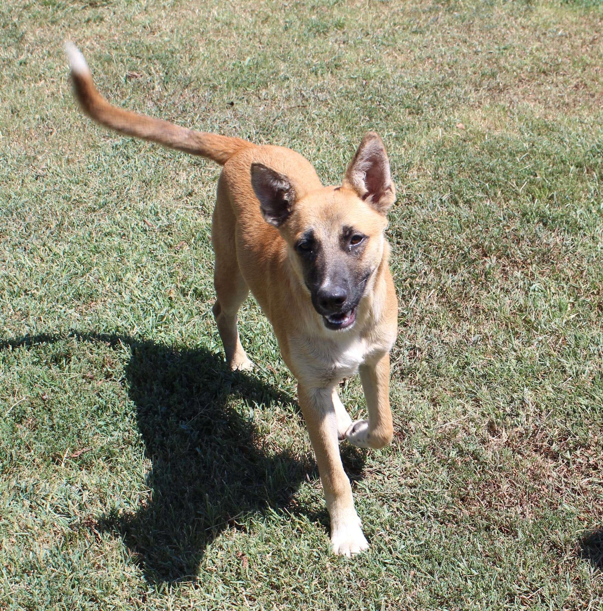 Adopt Sarge Today Find Paw Pal