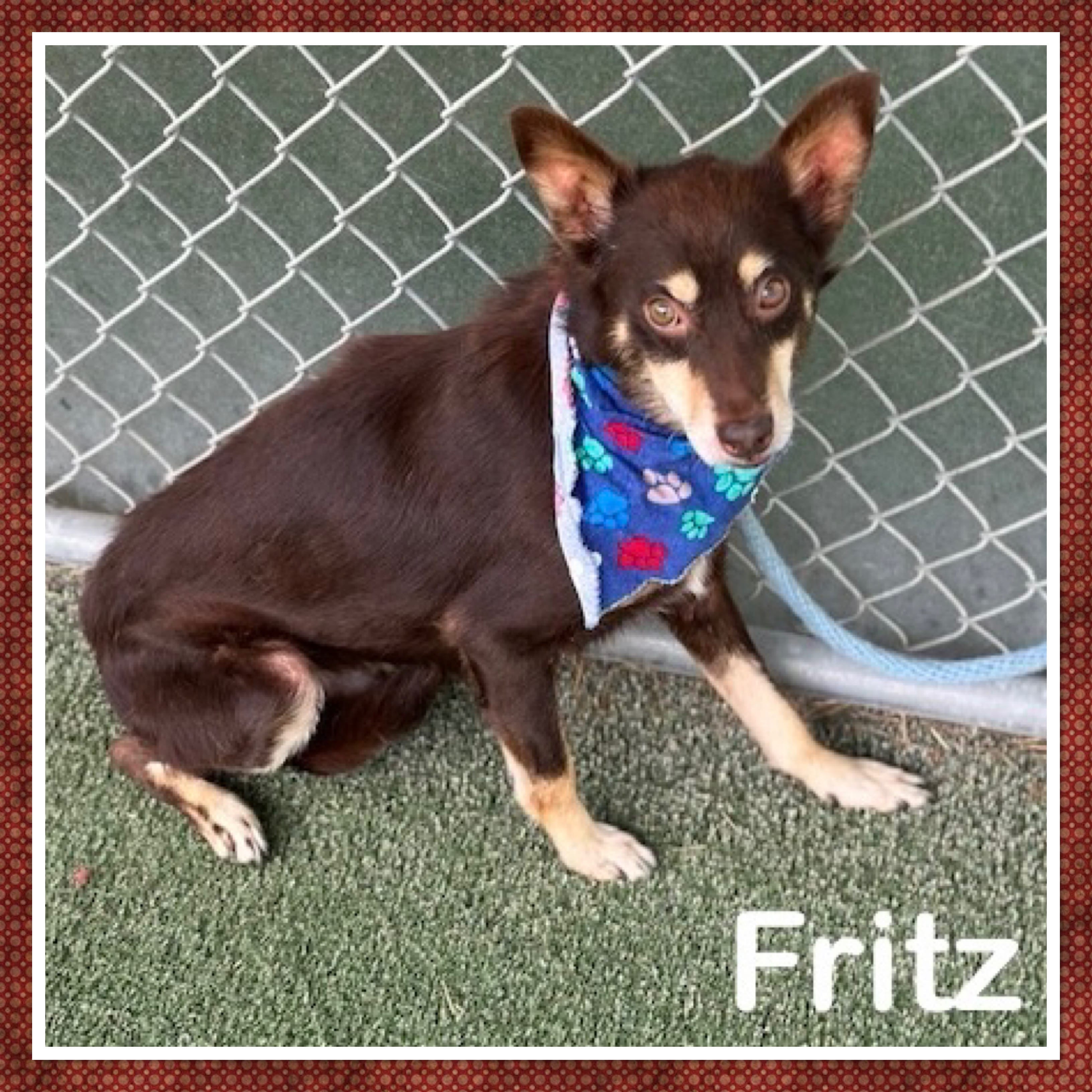 FRITZ