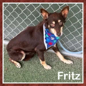 FRITZ