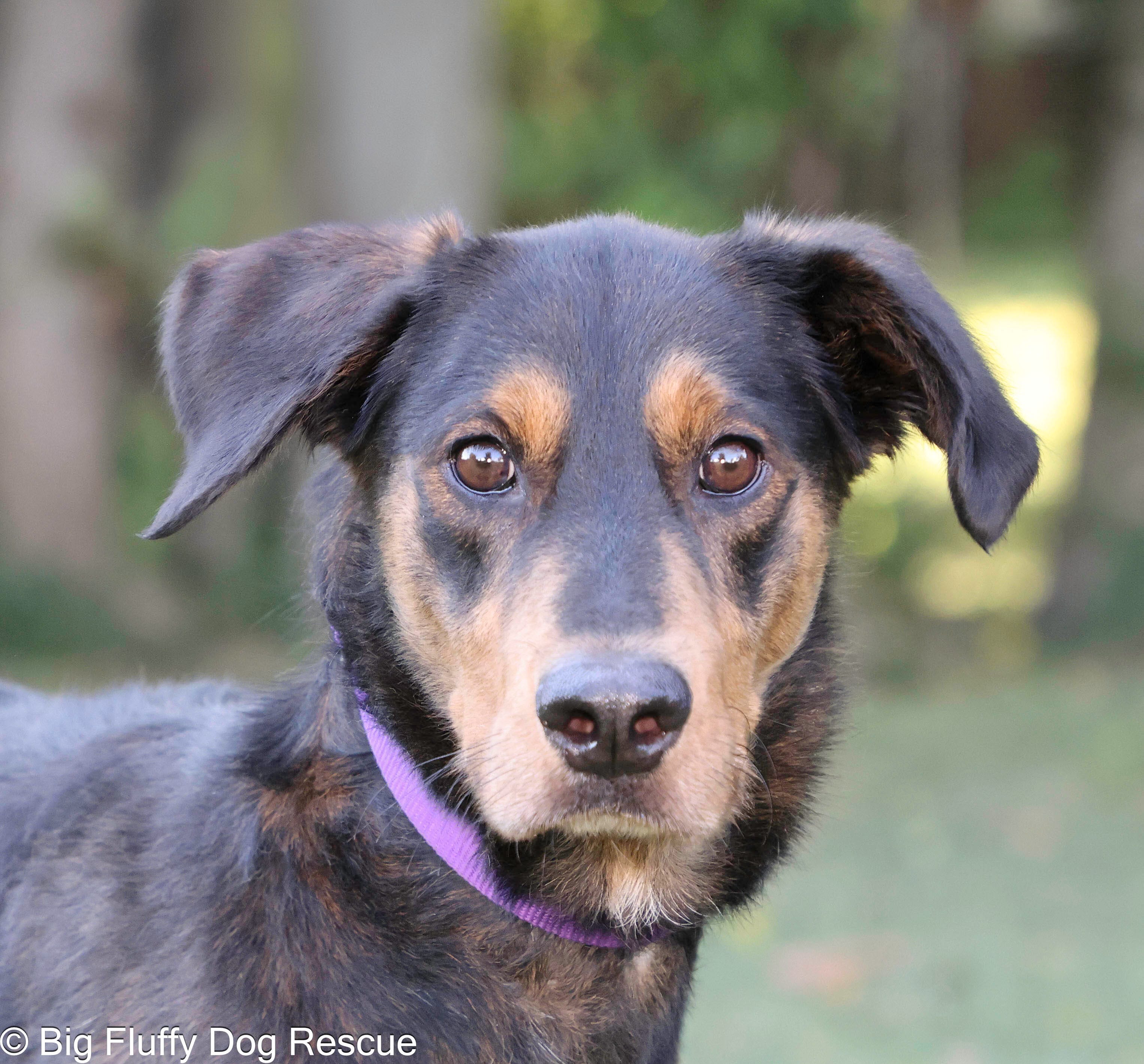 Adopt Sarge Today Find Paw Pal