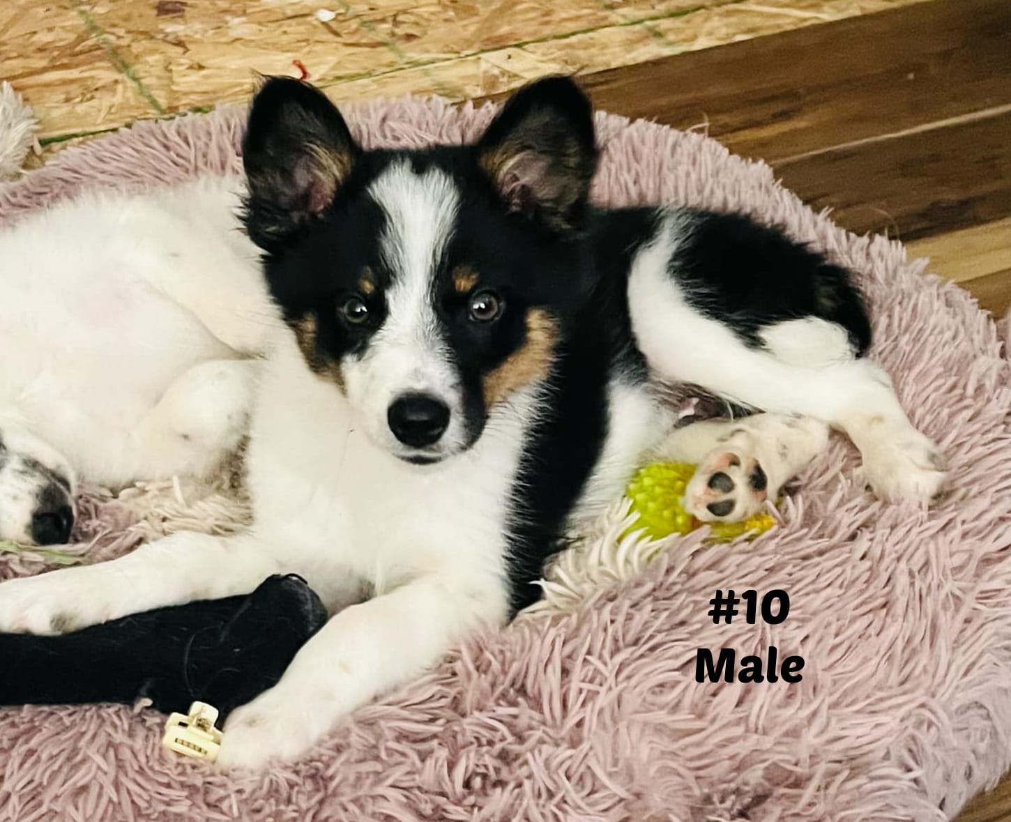 Adopt Brad Today Find Paw Pal