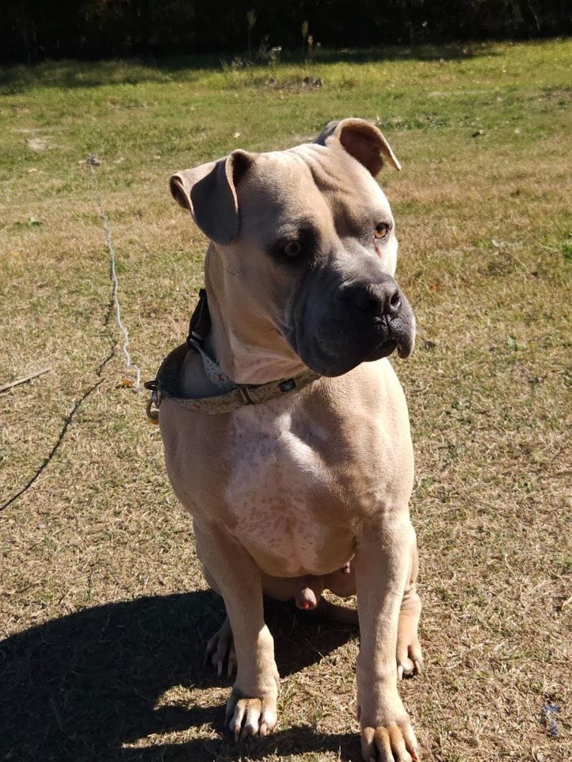 Rosco