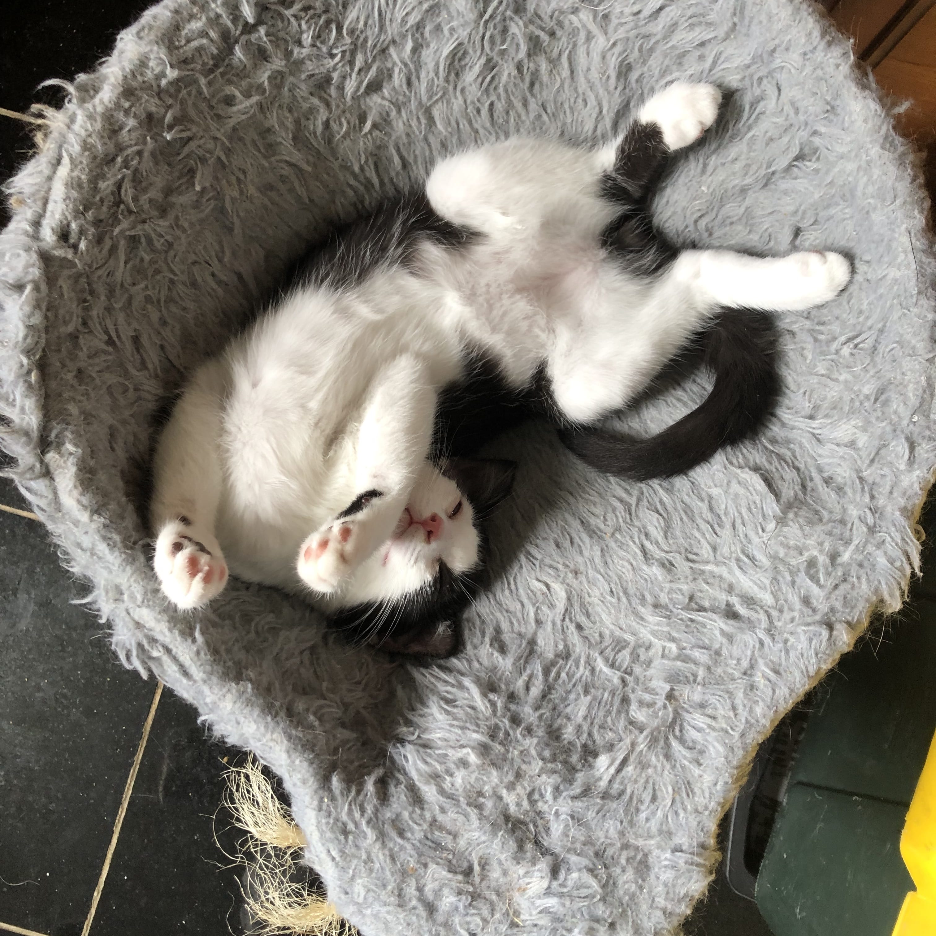 BB