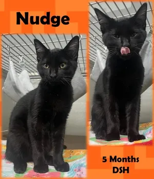 Nudge