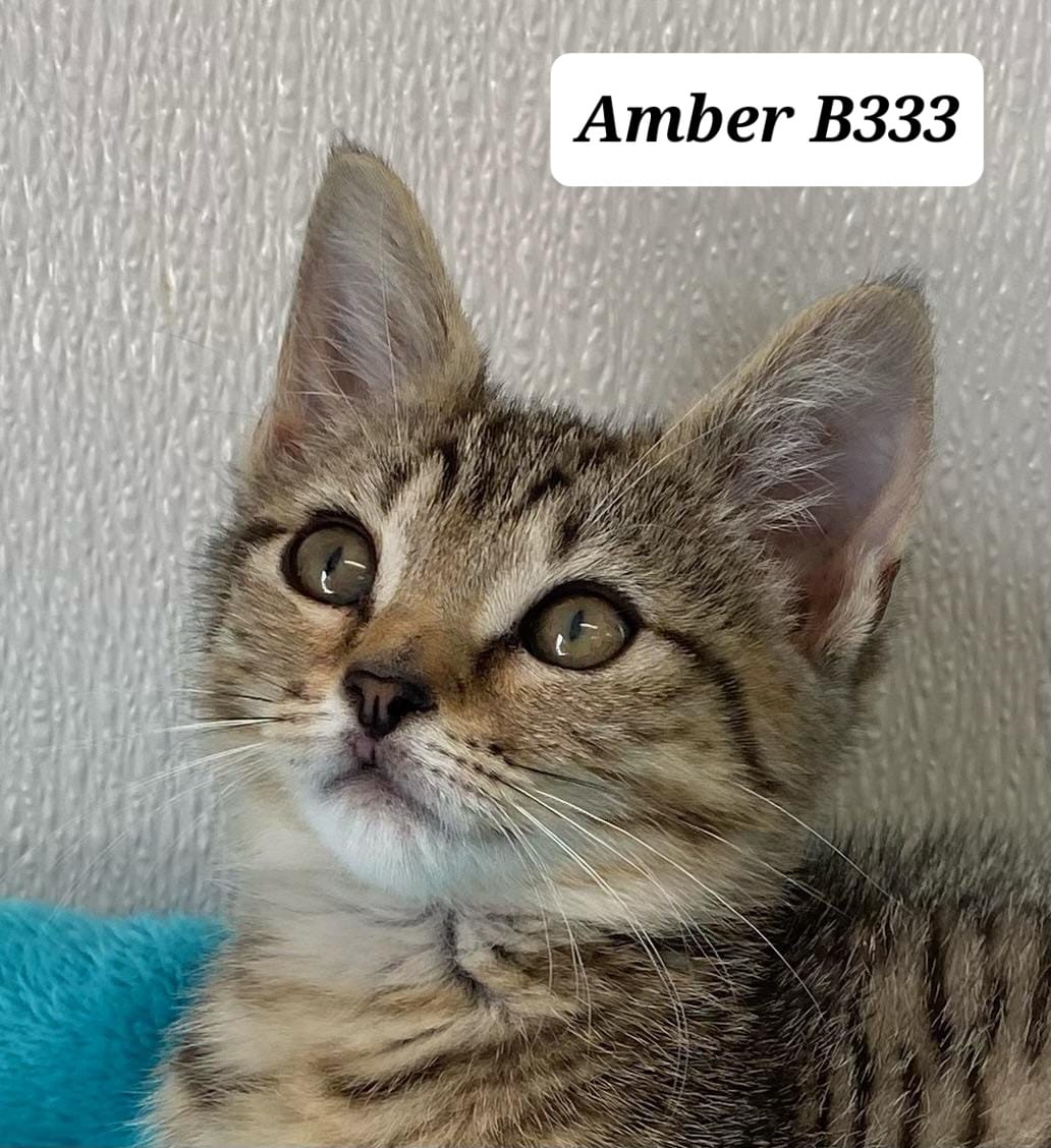 Amber