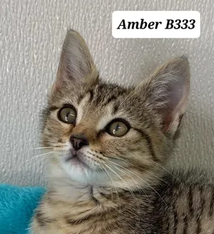Amber