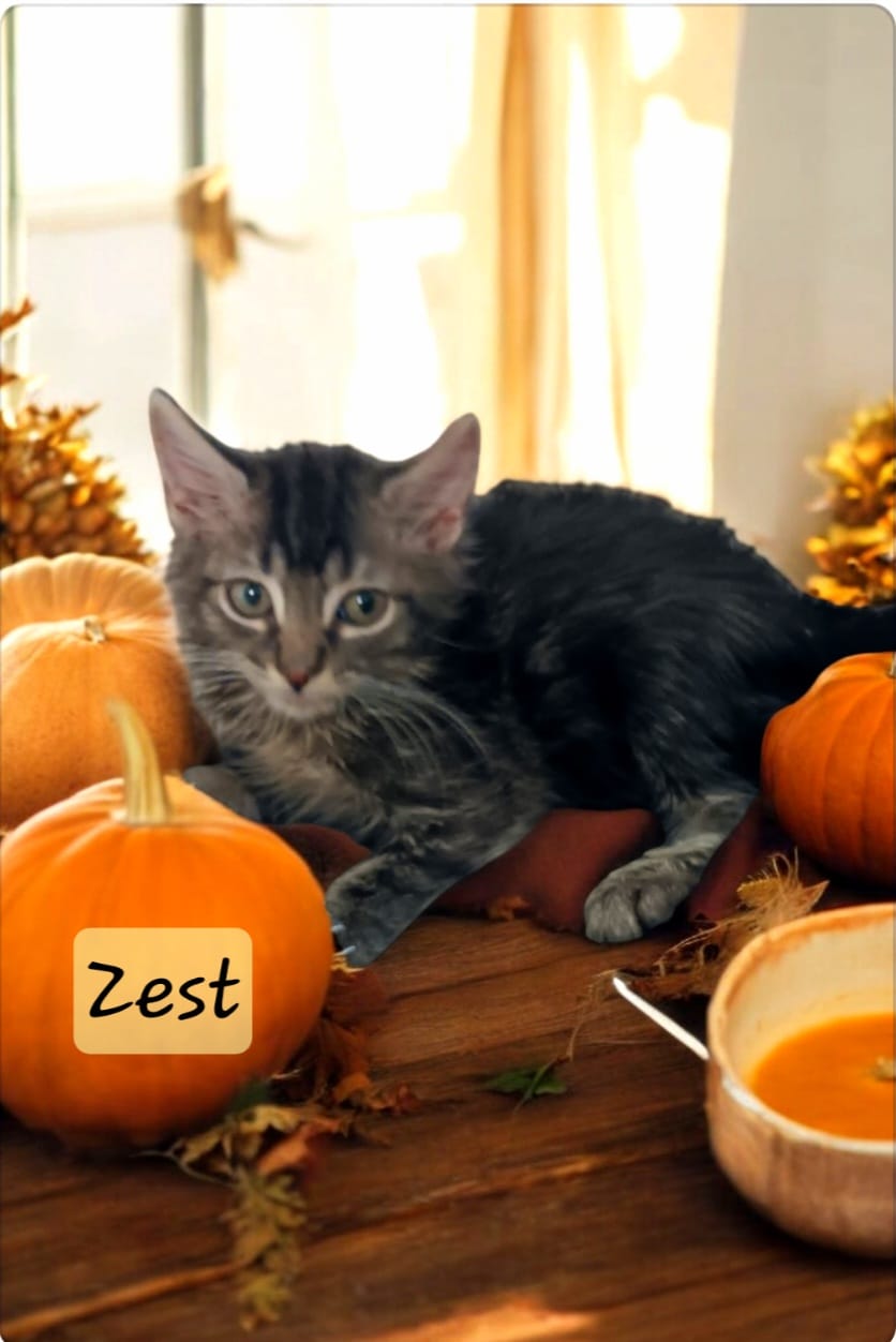 Zest