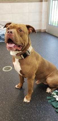 Goliath