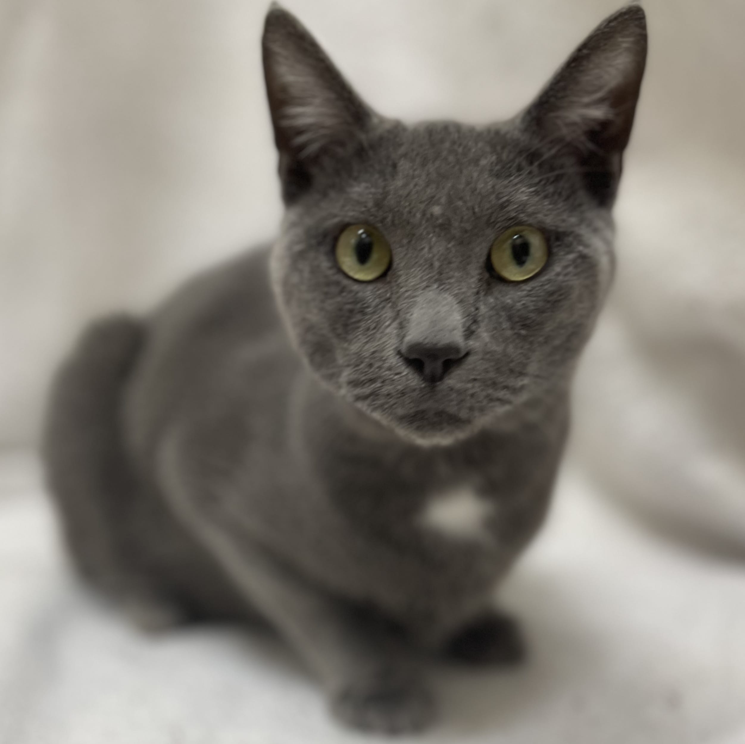 Meeko