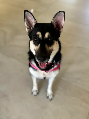 Tori