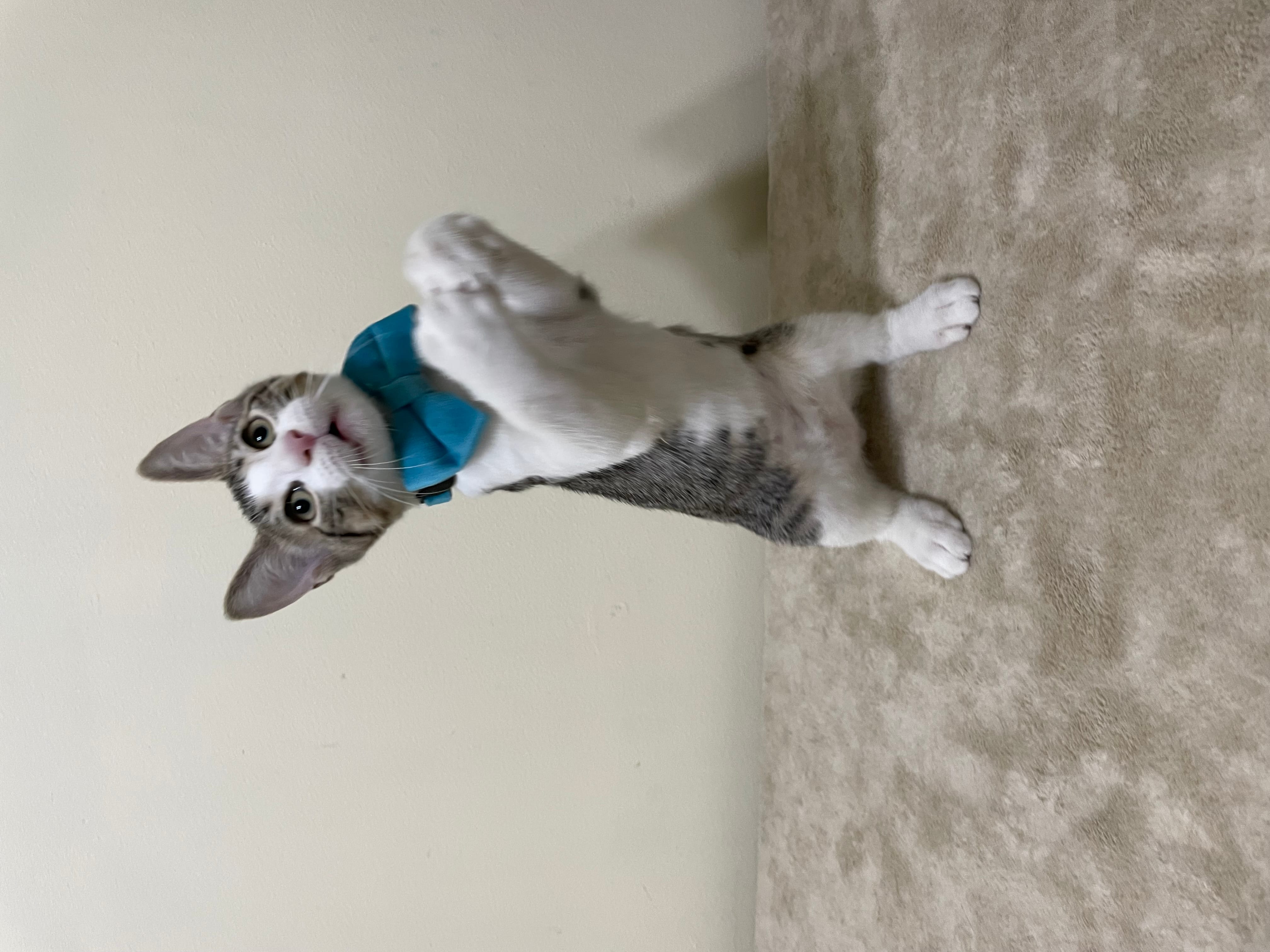 Jellybean